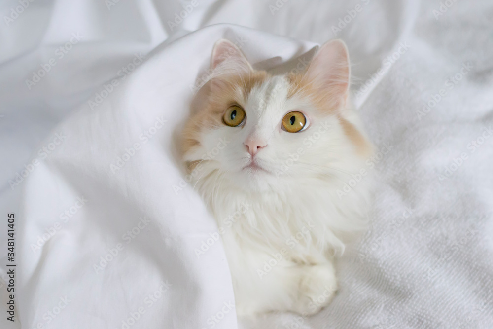 A white beige cat peeks out from under the covers. Close-up on a white background. blanket house