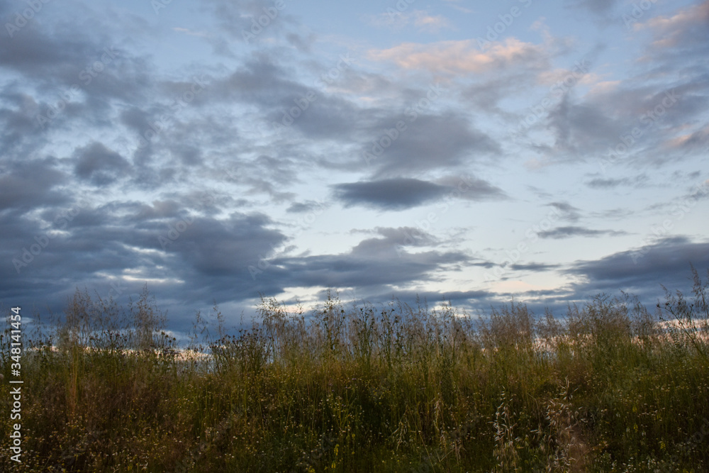 dramatic cloudy sky and vegetation 