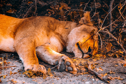 Young lion resting in Chobe National Park, Botswana