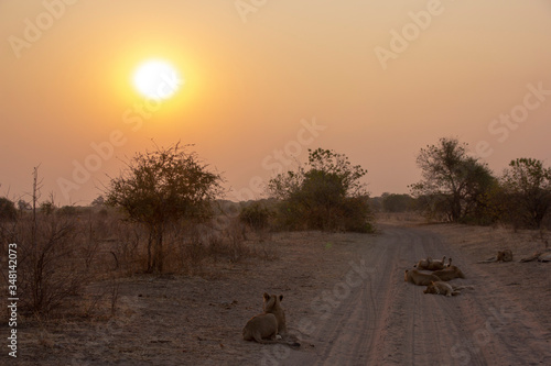 Sunset with lions in Chobe National Park, Botswana