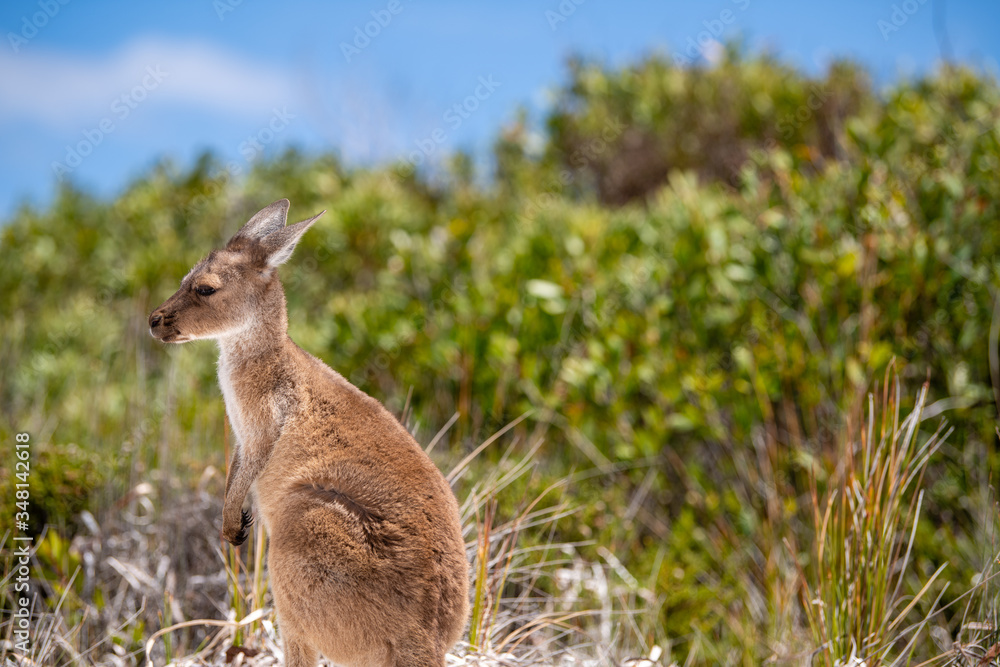 Obraz premium Baby joey kangaroo sitting near the bush on the beach at Lucky Bay, Cape Le Grand National Park, Esperance, Western Australia