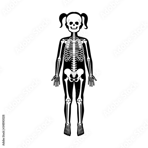 Child girl skeleton anatomy
