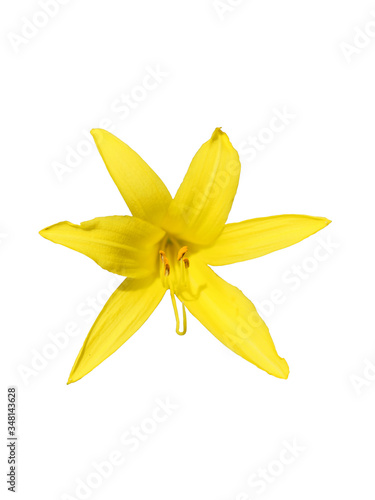Yellow lily flower. Beautiful flower with yellow petals. Isolated on a white background.