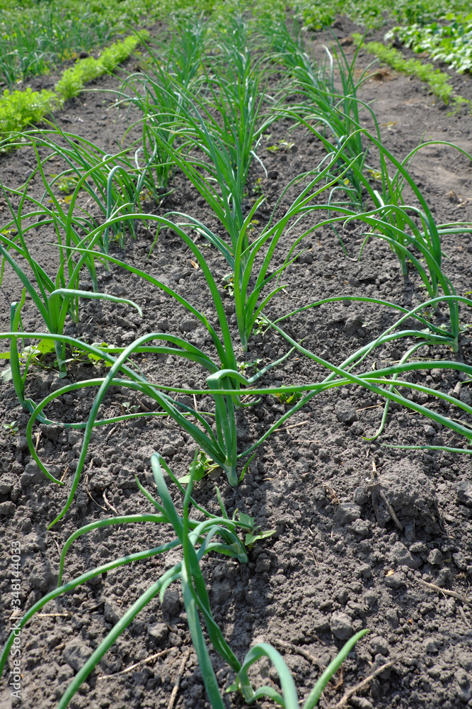 A row of onions grown in the home garden. Homegrown greens. A row of onions grown in the home garden. Homegrown greens.