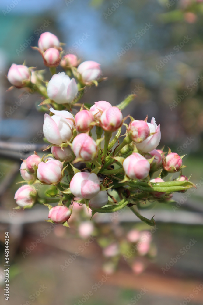 Beautiful blooming apricot flowers and white-pink buds on a branch against a bright blue sky and green grass - a positive spring photo, a beautiful floral landscape Beautiful blooming apricot flowers and white-pink buds on a branch against a bright blue sky and green grass - a positive spring photo, a beautiful floral landscape
