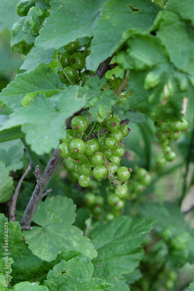 Unripe berries of currants hang on a branch. Cluster. Unripe berries of currants hang on a branch. Cluster.
