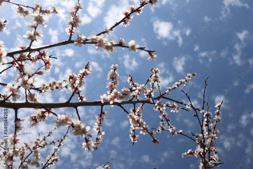 Beautiful blooming apricot flowers on a branch against a bright blue sky - a positive spring photo, a beautiful floral landscape Beautiful blooming apricot flowers on a branch against a bright blue sky - a positive spring photo, a beautiful floral landscape