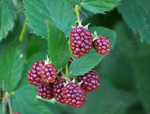 On the branch ripen the blackberries (Rubus fruticosus)