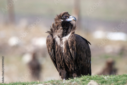 Cinereous  Eurasian Black  Vulture  Aegypius monachus   Full Length Portrait.