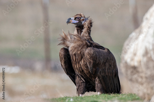 Cinereous  Eurasian Black  Vulture  Aegypius monachus   Full Length Portrait.