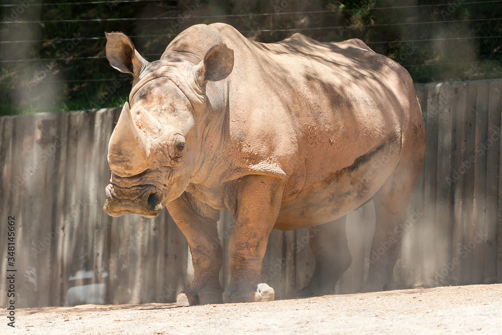 massive white rhino, rhinoceros at the zoo massive white rhino, rhinoceros at the zoo