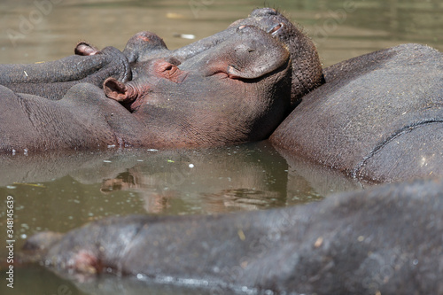 massive hippopotamus in the water, head close up photo