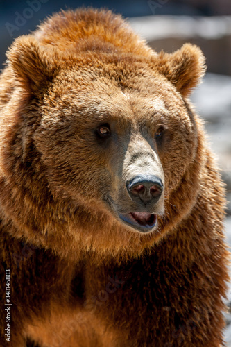 portrait of a brown bear at the zoo