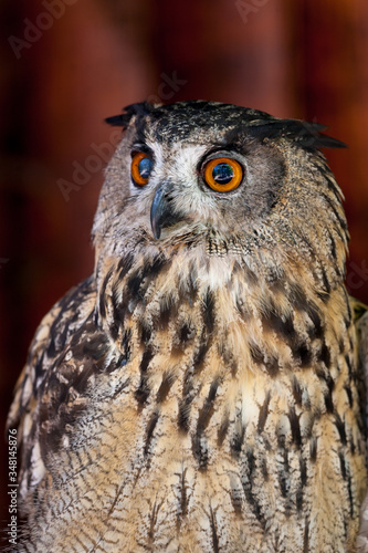 Portrait of Eurasian Eagle-Owl, Bubo bubo, a species of eagle owl,