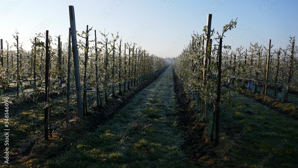 With an ice layer prevent the fruit blossom from freezing. Rows in a fruit orchard.