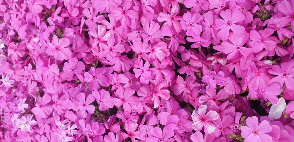 purple flower background