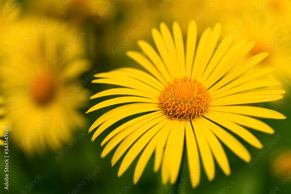 Gämswurz Doronicum Blume Frühlingsmargerite Staude gelb Korbblütler Frühling Staude Garten Zierpflanze Sonnenblume orange Staubblätter leuchtend Farbklecks Natur Züchtung Botanik Flora Makro Gämswurz Doronicum Blume Frühlingsmargerite Staude gelb Korbblütler Frühling Staude Garten Zierpflanze Sonnenblume orange Staubblätter leuchtend Farbklecks Natur Züchtung Botanik Flora Makro