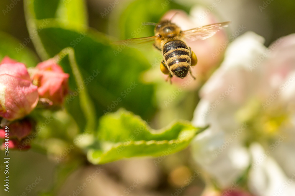 Blossoming apple tree garden in spring with bee Blossoming apple tree garden in spring with bee