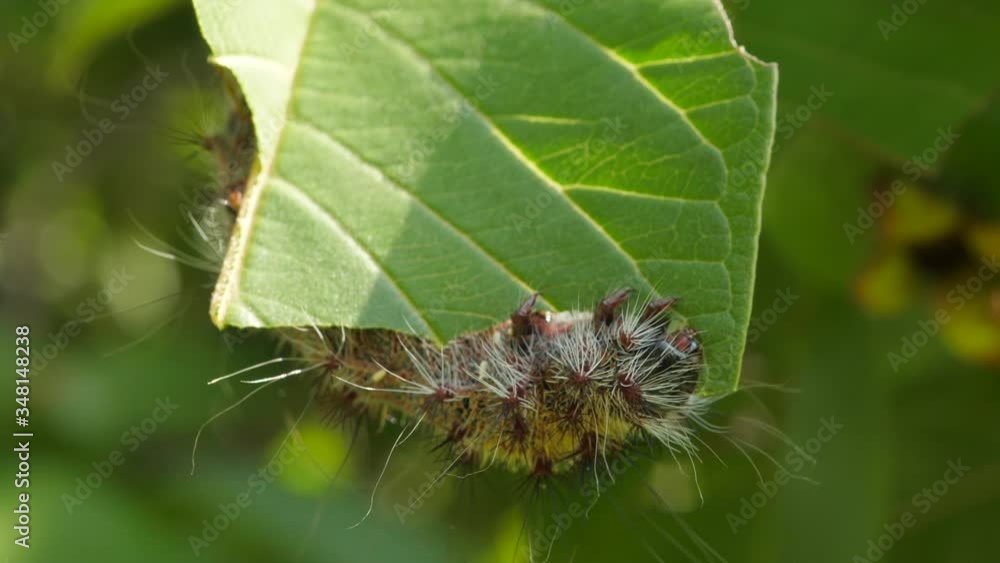 Close up of destructive silk moth caterpillar eating guava tree leaf in garden on sunny day Close up of destructive silk moth caterpillar eating guava tree leaf in garden on sunny day