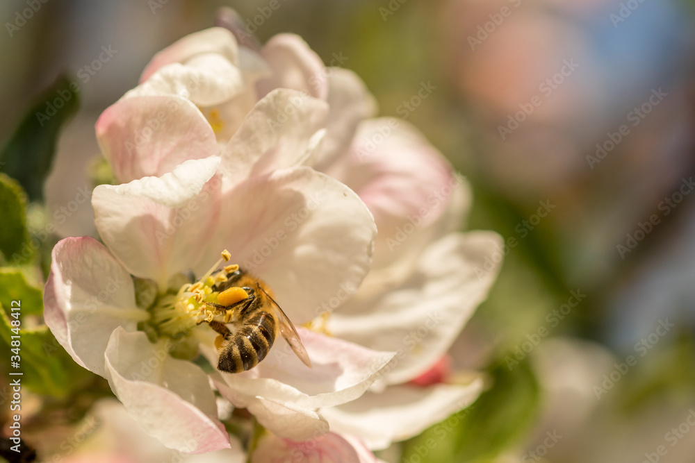 Blossoming apple tree garden in spring with bee Blossoming apple tree garden in spring with bee