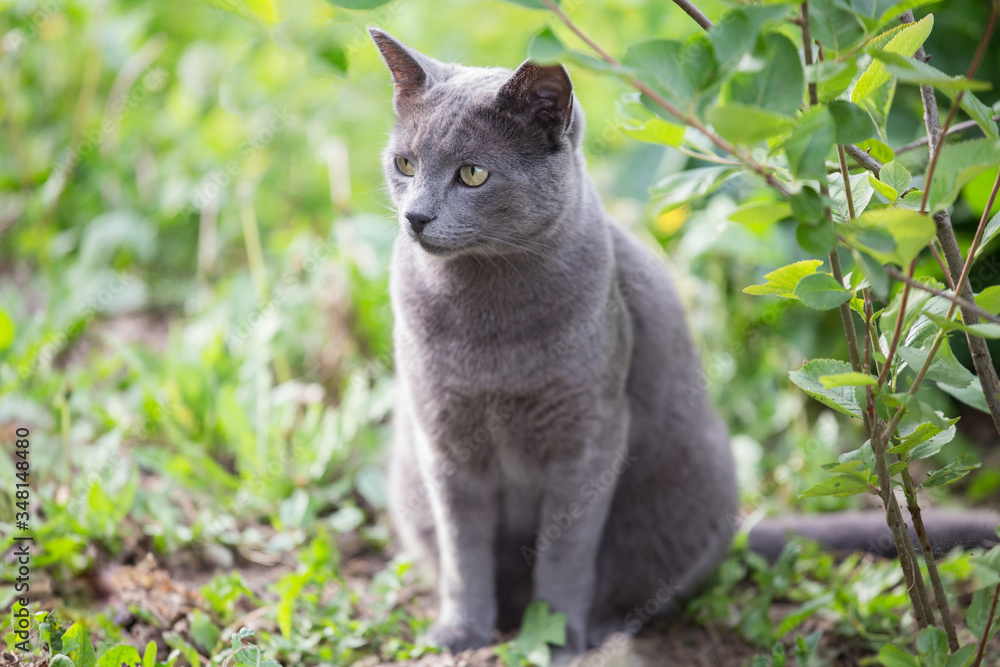 Russian blue cat portrait outdoors in nature in green grass foliage background Russian blue cat portrait outdoors in nature in green grass foliage background