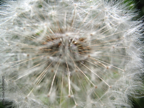 dandelion seed head