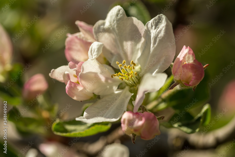 Blossoming apple tree garden in spring close up Blossoming apple tree garden in spring close up