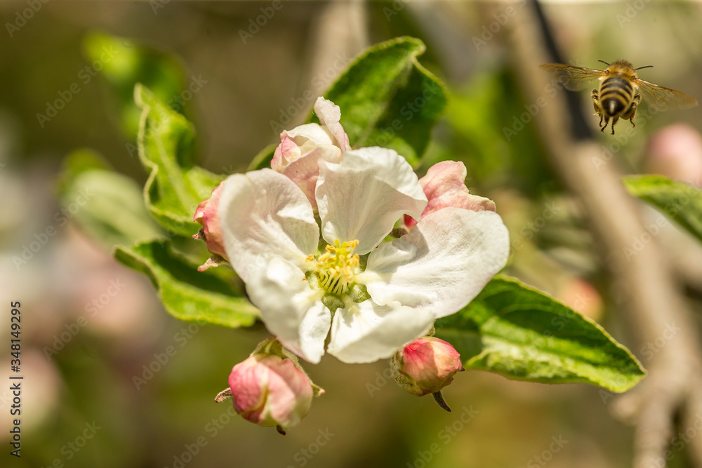Blossoming apple tree garden in spring with bee Blossoming apple tree garden in spring with bee
