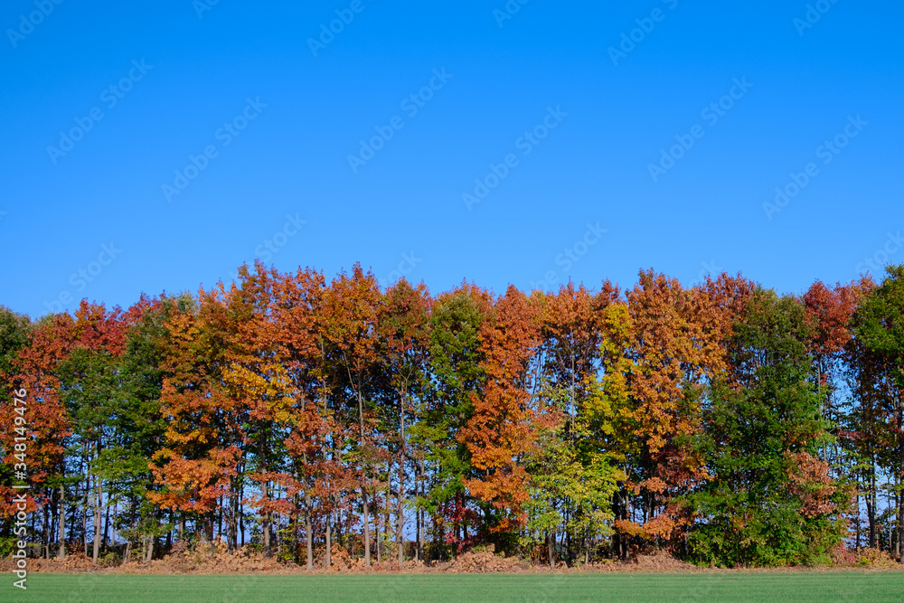 Wall of Colorful Autumn Trees with Blue Sky Background