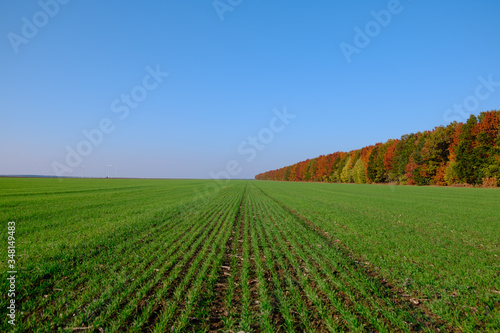 Green Wheat Field with Autumn Trees   Season Change Concept  Blue Sky in the Background