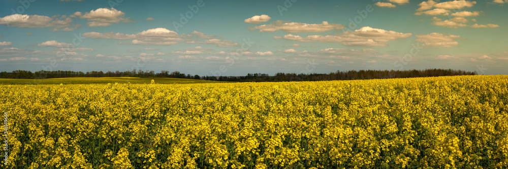 wide panoramic view of a blooming rapeseed field under a cloudy sky in warm evening light. beautiful spring agricultural landscape