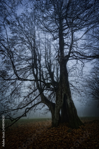 hollow tree in the dawn