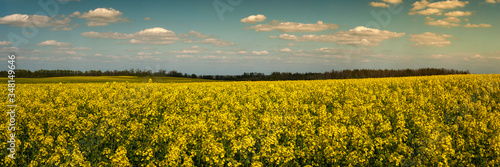 wide panoramic view of a blooming rapeseed field under a cloudy sky in warm evening light. beautiful spring agricultural landscape