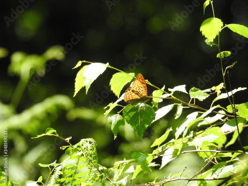 A butterfly in the sun on a deciduous tree grove