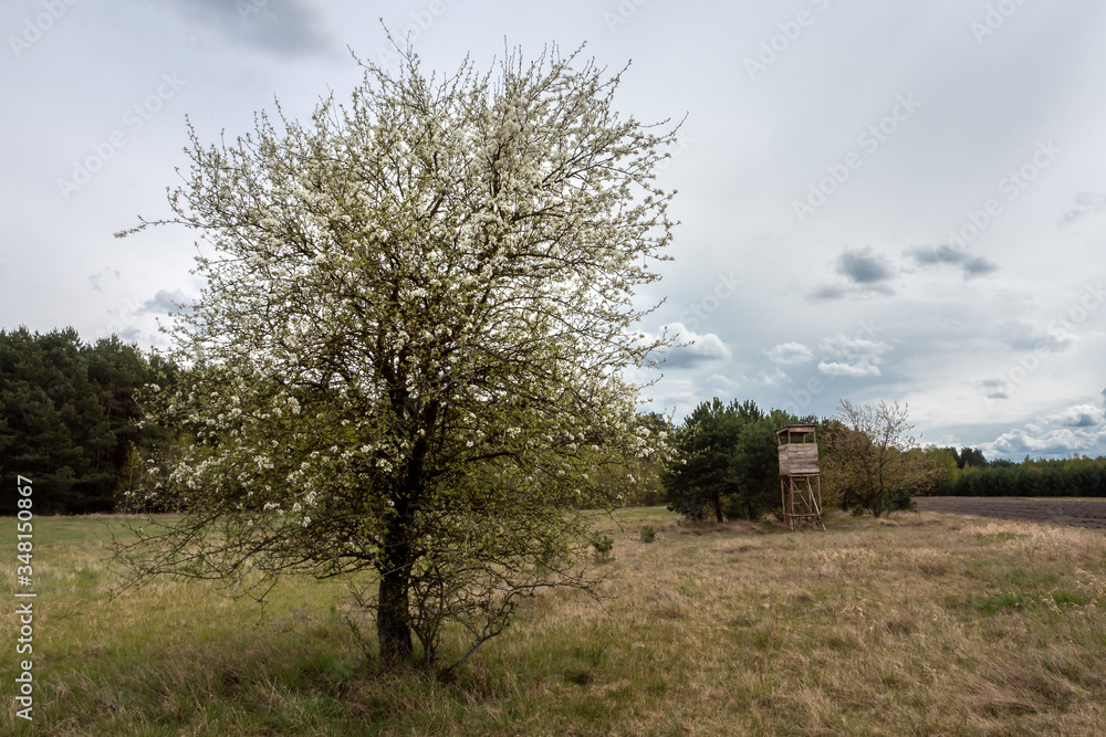Blooming wild apple tree, observation post and plowed field in spring Blooming wild apple tree, observation post and plowed field in spring