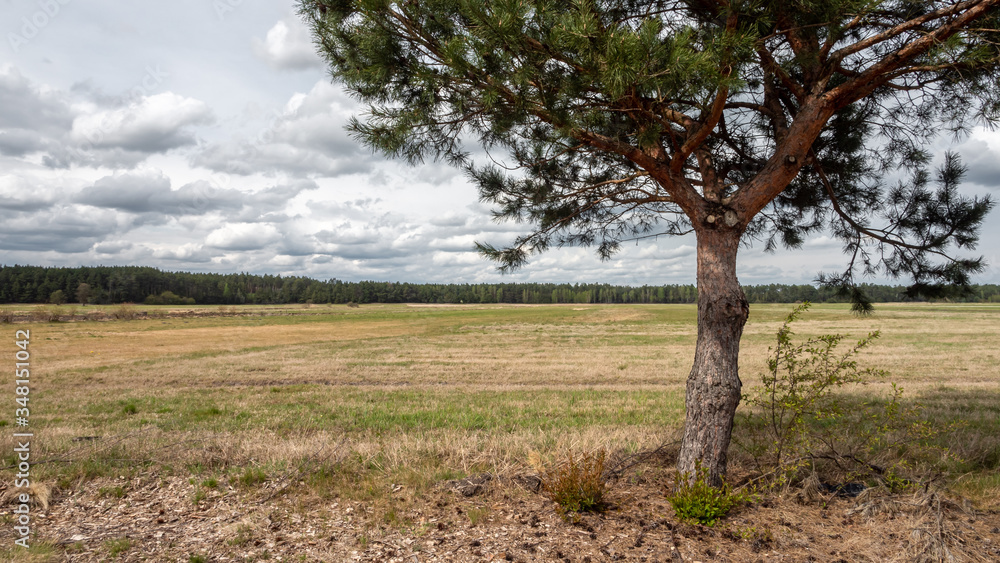 Field and roadside pine. Drought due to lack of rainfall is becoming an increasing problem