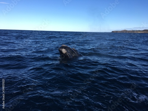 Südlicher Glattwaal bei der Halbinsel Valdés in Patagonien, Argentinien
