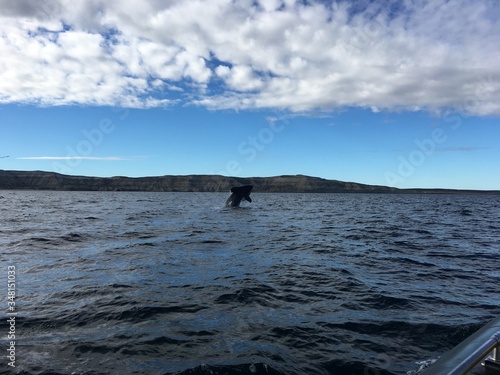 Südlicher Glattwaal bei der Halbinsel Valdés in Patagonien, Argentinien