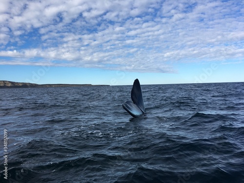 Südlicher Glattwaal bei der Halbinsel Valdés in Patagonien, Argentinien