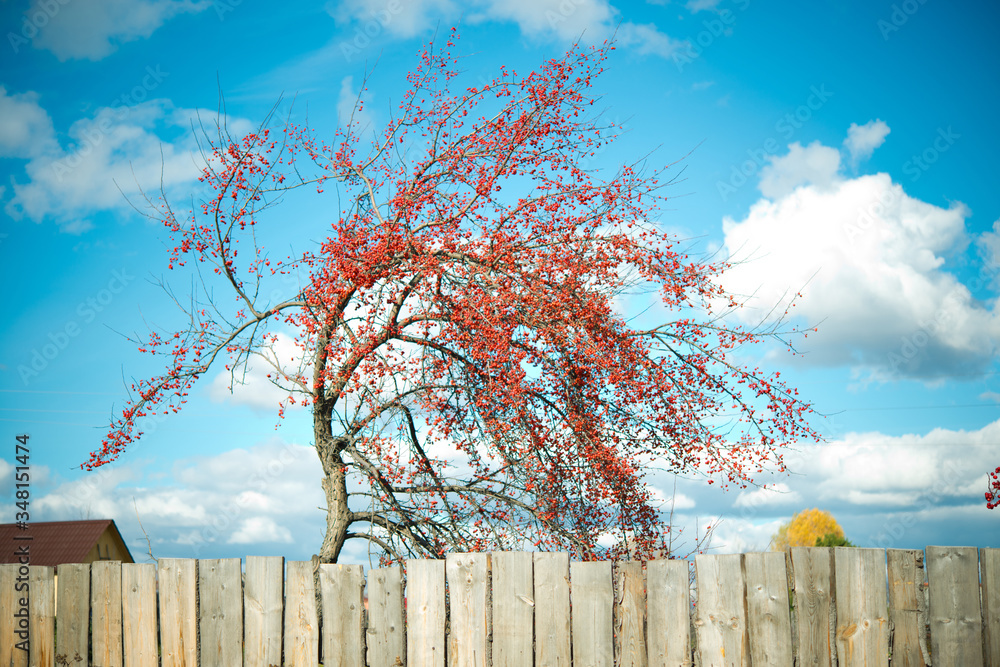Fototapeta premium Tree Red ripe viburnum berries in the garden. Tree with fruit against the blue sky