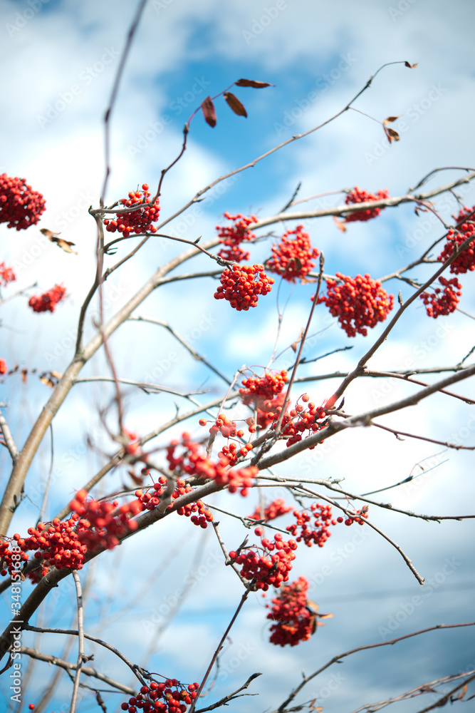 Red ripe viburnum berries on the bunch in the garden. Selective focus. Red ripe viburnum berries on the bunch in the garden. Selective focus.