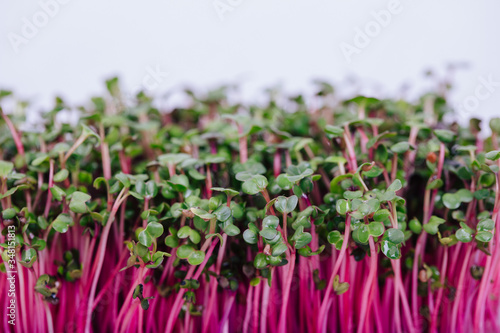 microgreens sprouted radish Red Coral on a white background photo