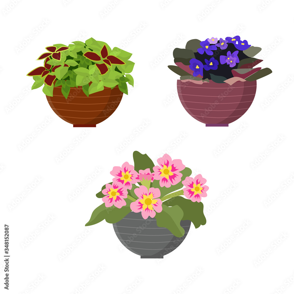 Naklejka premium Blooming indoor plants in pots on a white background, isolate. Vector