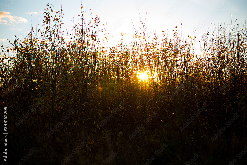 Obraz premium Evening sunset, the sun shines through the grass, selective focus