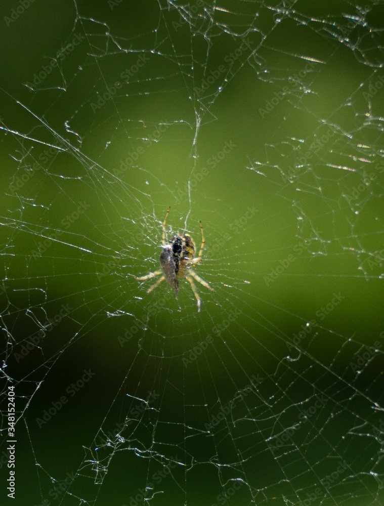 spider in spider web eating a prey spider in spider web eating a prey