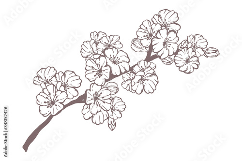 Hand drawn spring sakura  flowers  blooming tree branches  floral elements isolated on white background. Ink vector doodle sketch illustration for design cards  invitations  tattoo  coloring book