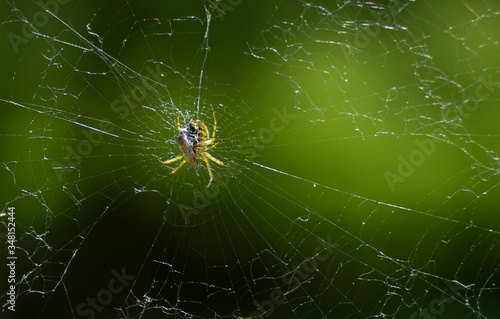 spider in spider web eating a prey