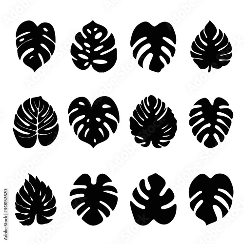 Set of black silhouettes of tropical leaves. Monstera