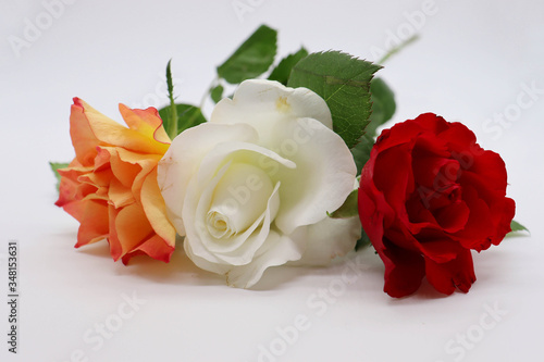 red  yellow and white rose on white background