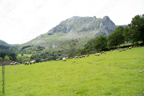 sheeps eating grass in the basque country, spain